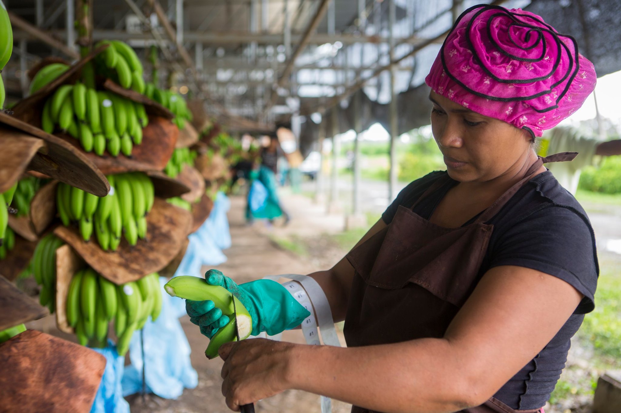 Oké bananas